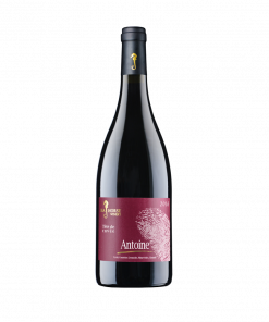 seahorse <br>antoine 2021<br>